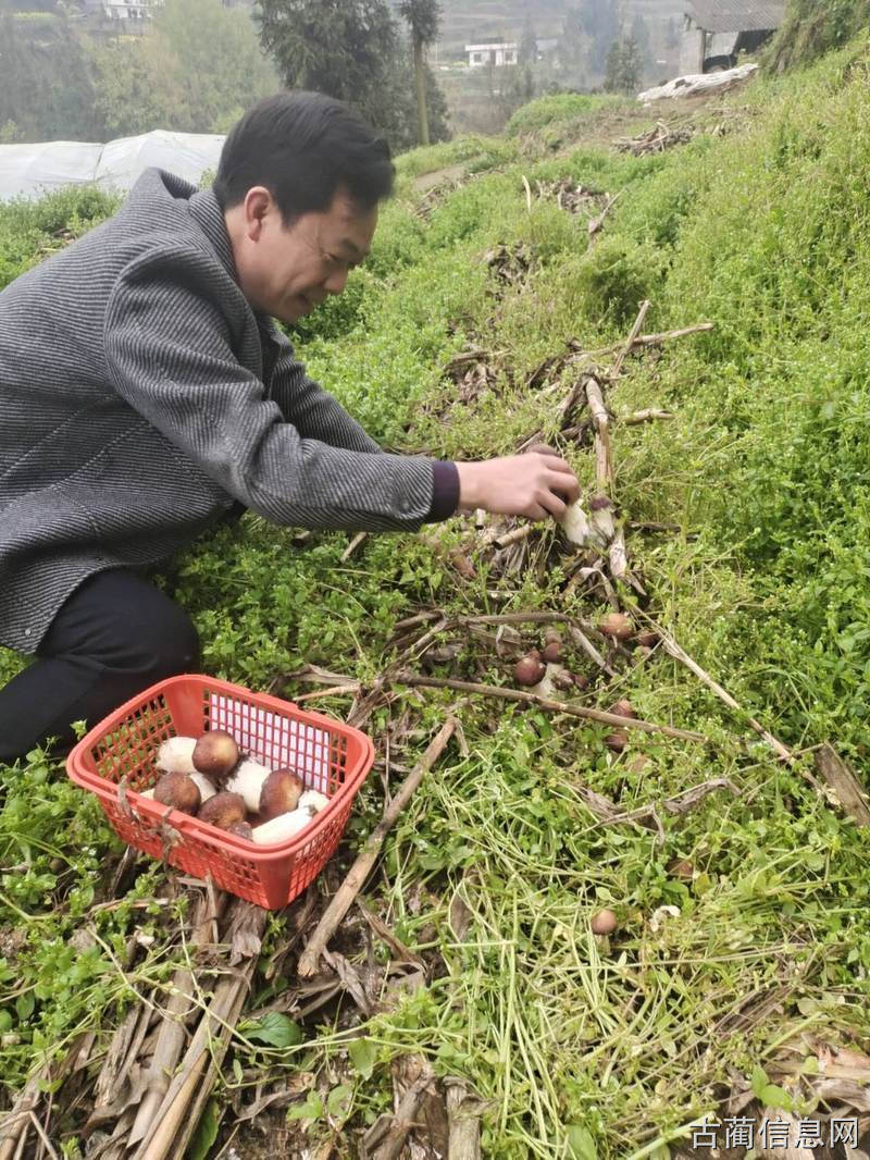 赤松茸