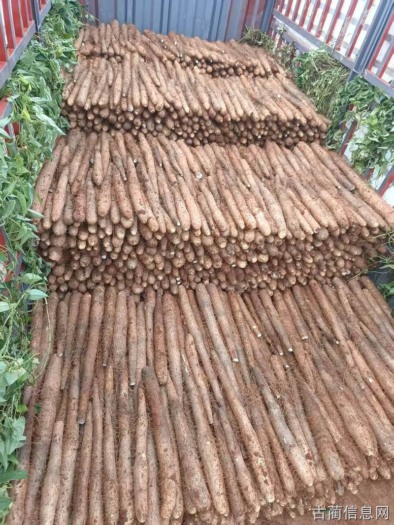 广西贺州 ,万亩淮山,开挖啦。
